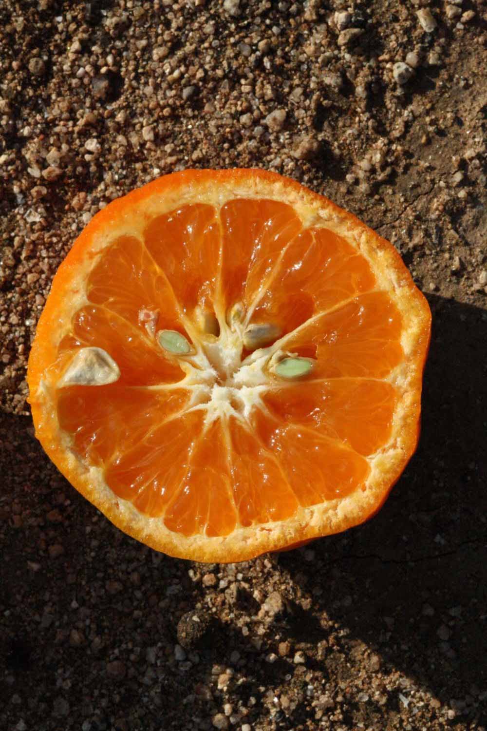              Fruit cross-section (Riverside, CA)       